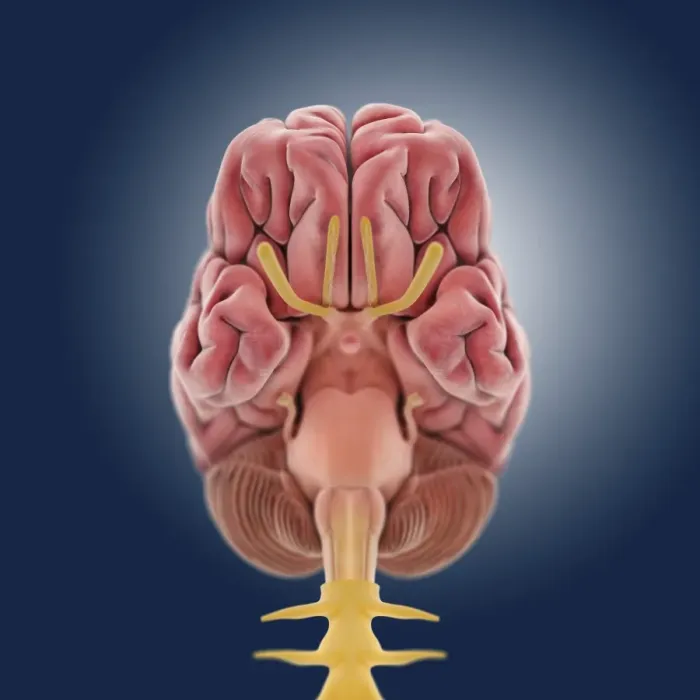 Framed Print : Central Nervous System Print Framed Print : Central Nervous System Print