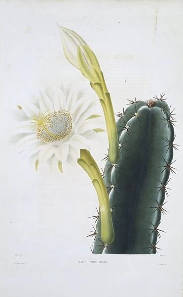 Cereus cactus, 19th century C013  /  6777