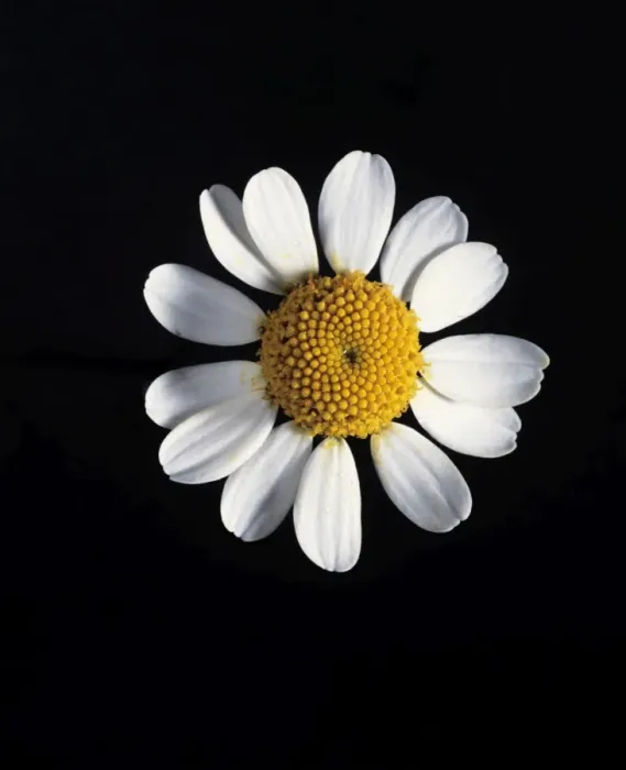 Framed Print : Chamomile flower Print Framed Print : Chamomile flower Print