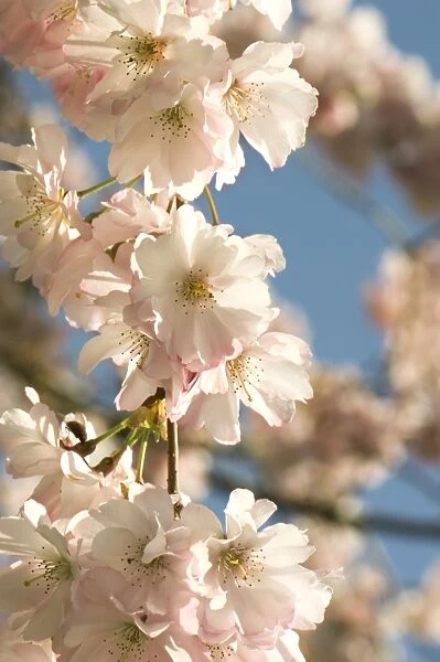 Cherry blossom (Prunus Accolade )