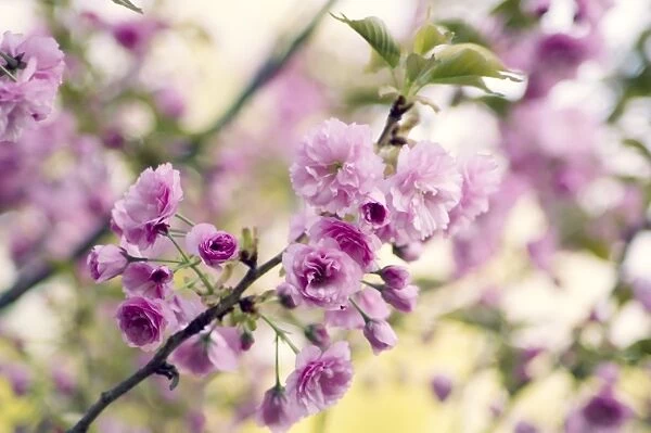 Cherry blossom (Prunus Serrulata )