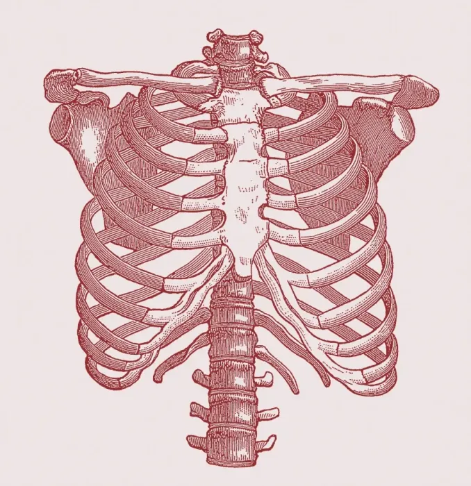 Framed Print : Human Chest Bones Print Framed Print : Human Chest Bones Print