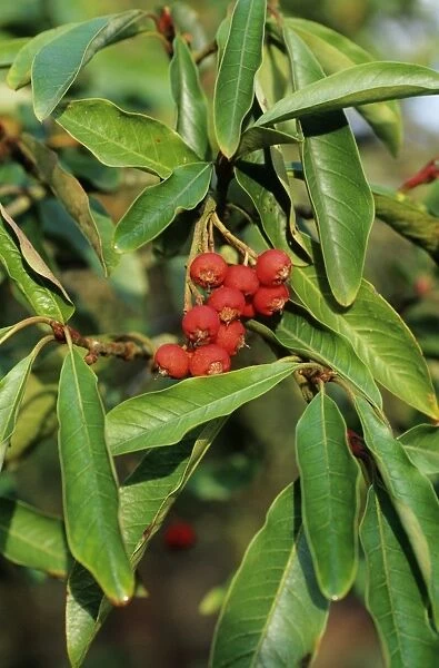 Chinese photinia berries