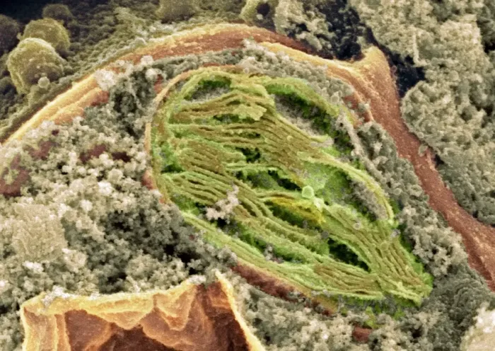 Framed Print : Chloroplast Print, SEM Framed Print : Chloroplast Print, SEM