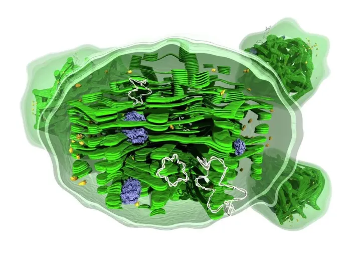 Framed Print : Chloroplast Structure Print Framed Print : Chloroplast Structure Print