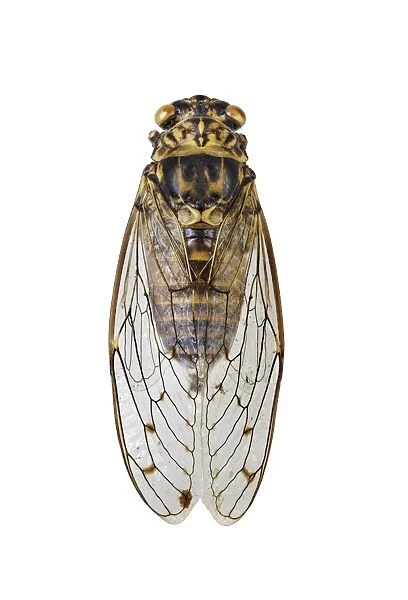 Cicada C016  /  2113