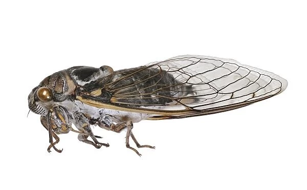 Cicada C016  /  2188