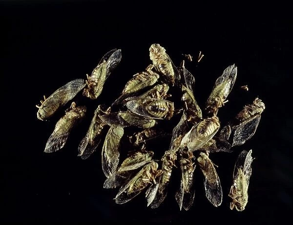 Cicada insects