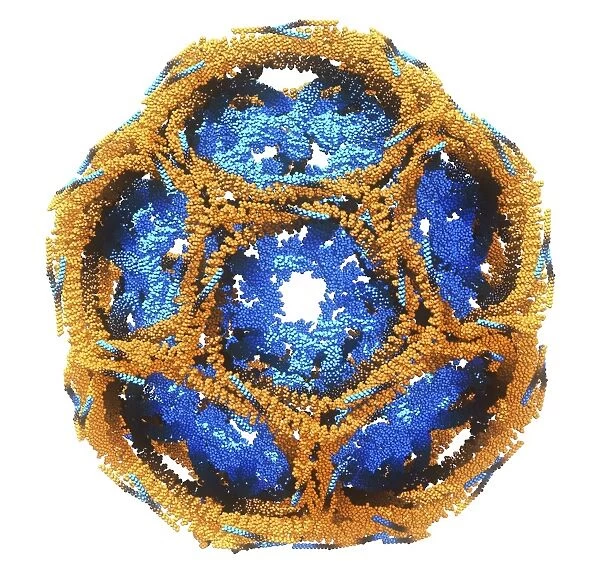 Clathrin lattice, molecular model C015  /  6788