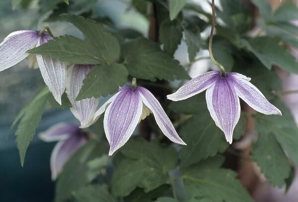 Clematis Blue Eclipse flowers