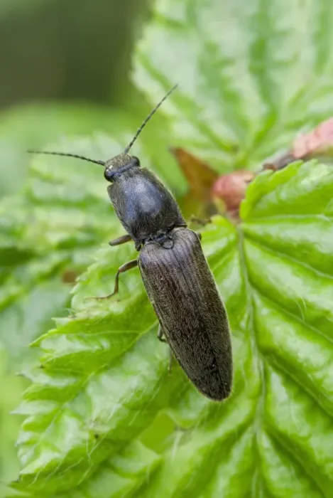 Framed Print : Click Beetle Print on Leaf Framed Print : Click Beetle Print on Leaf