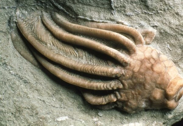 Close-up of a fossil crinoid or sea-lily