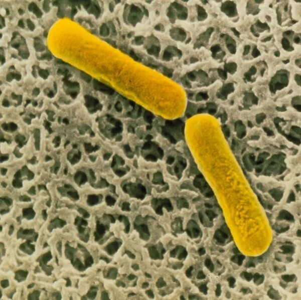 Clostridium botulinum bacteria