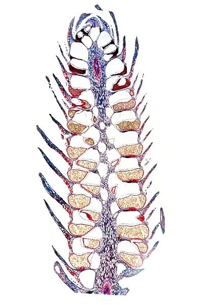 Clubmoss cone, light micrograph