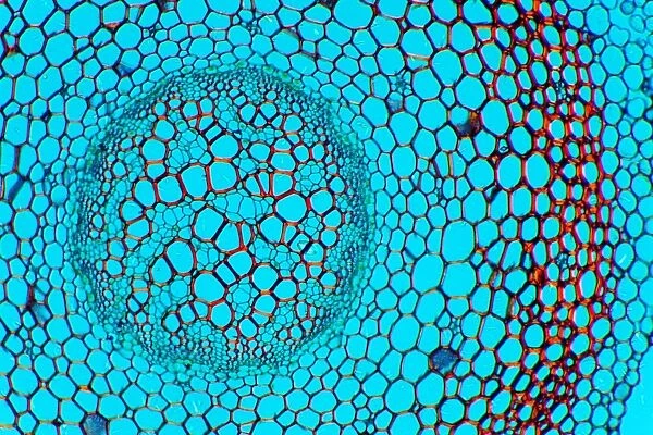 Clubmoss stem, light micrograph