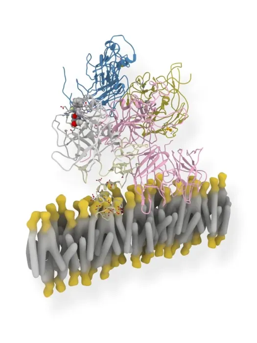 Framed Print : Coagulation Factor Complex Molecule Print Framed Print : Coagulation Factor Complex Molecule Print