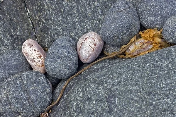 Coastal rocks and pebbles C017  /  8326