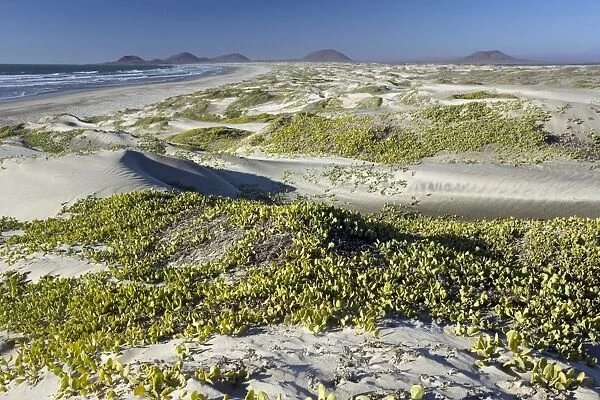Coastal sand dunes, Mexico