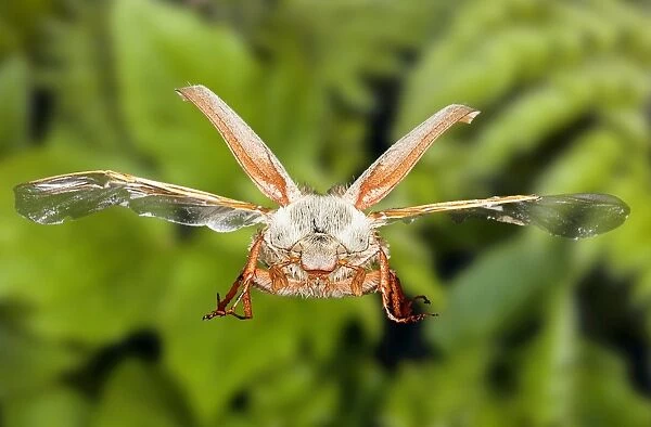 Cockchafer beetle, SEM composite