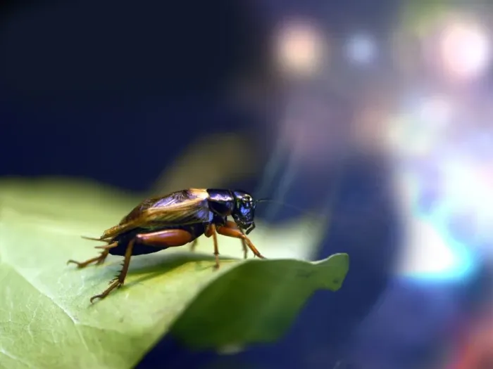 Framed Print : Cockroach Print on Leaf Framed Print : Cockroach Print on Leaf