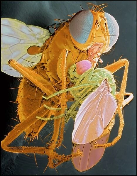 Coenosia fly eating a drosophila