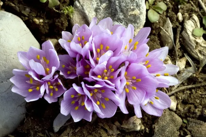 Framed Print : Colchicum triphyllum Print - Turkey