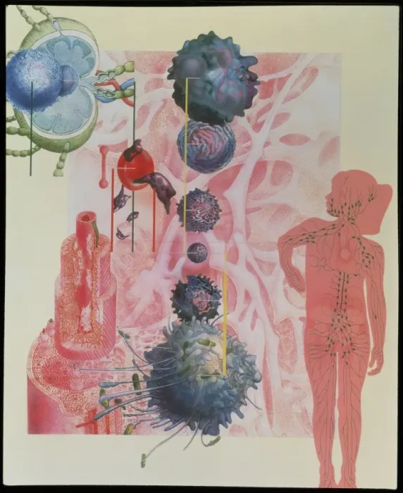 Framed Print : Immune System Cells Print Framed Print : Immune System Cells Print