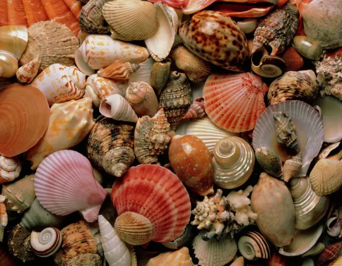Framed Print : Sea Shells Print Framed Print : Sea Shells Print