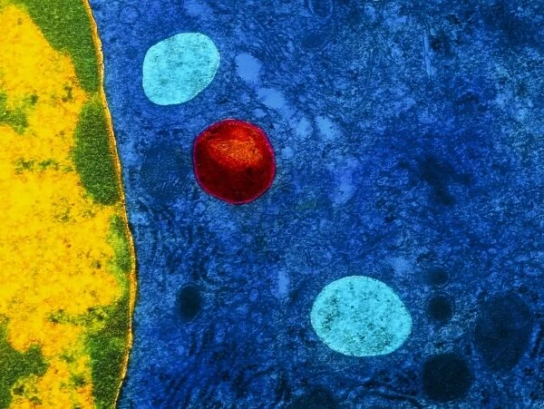 Colour TEM of primary lysosome in liver cell