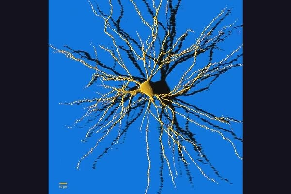 Coloured computer image of a nerve cell