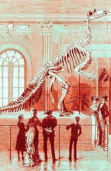Coloured engraving of an Iguanodon museum exhibit
