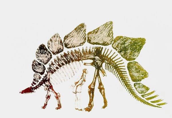 Coloured engraving of a Stegosaurus dinosaur