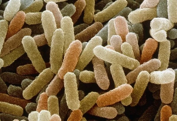 Coloured SEM of Bacillus sp. bacteria