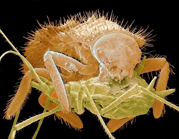 Coloured SEM of ladybird larva eating an aphid
