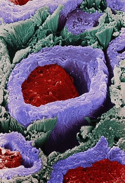 Coloured SEM of a section through nerve fibres
