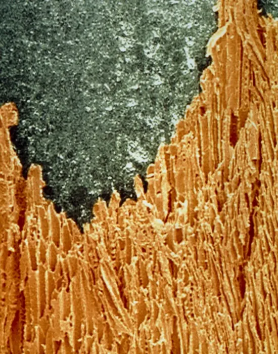 Framed Print : Coloured SEM Print of a Sharpened Pencil Framed Print : Coloured SEM Print of a Sharpened Pencil