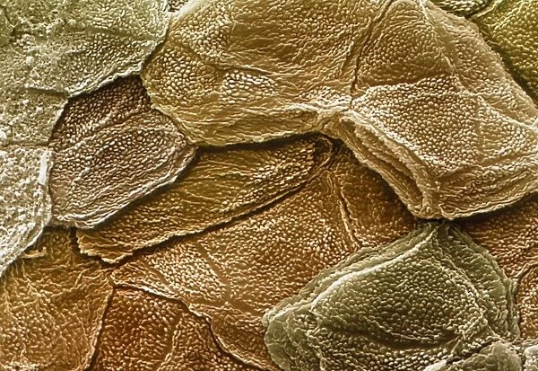 Coloured SEM of the surface of human skin