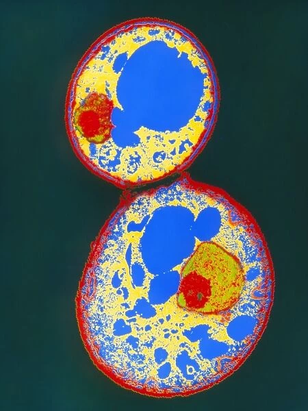 Coloured TEM of a budding yeast cell