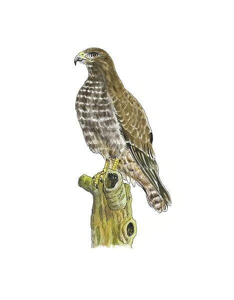 Common buzzard, artwork C016  /  3196