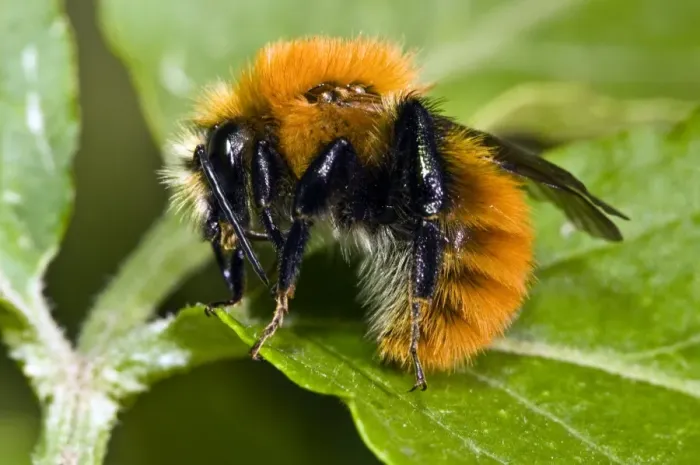 Framed Print : Common Carder Bumblebee Print Framed Print : Common Carder Bumblebee Print