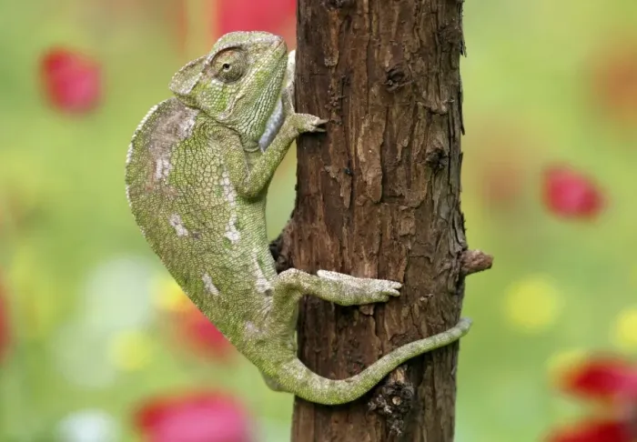 Framed Print : Common chameleon on tree trunk Print Framed Print : Common chameleon on tree trunk Print