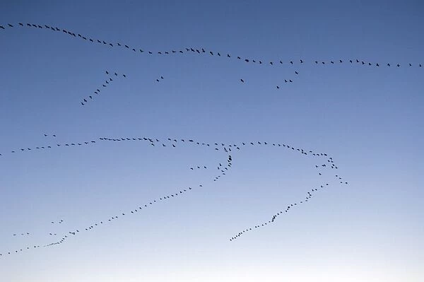 Common cranes in flight C018  /  9266