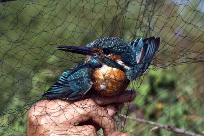 Framed Print : Common kingfisher caught for ringing, Print Framed Print : Common kingfisher caught for ringing, Print