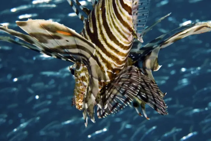 Framed Print : Common Lionfish Print Framed Print : Common Lionfish Print