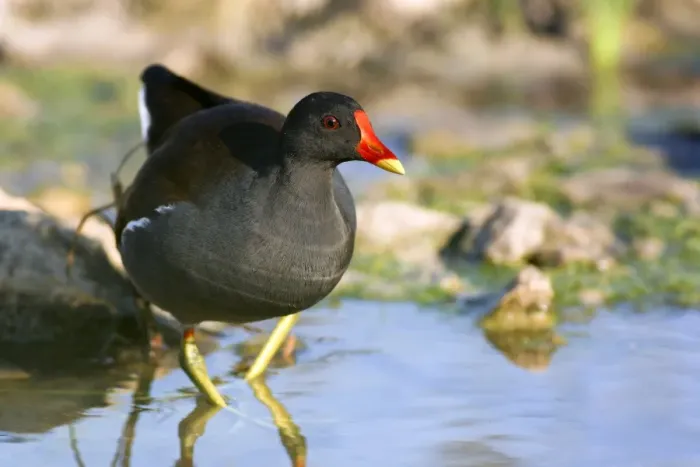 Framed Print : Common Moorhen Print Framed Print : Common Moorhen Print
