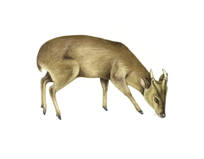 Framed Print : Common Muntjac Deer Print Framed Print : Common Muntjac Deer Print