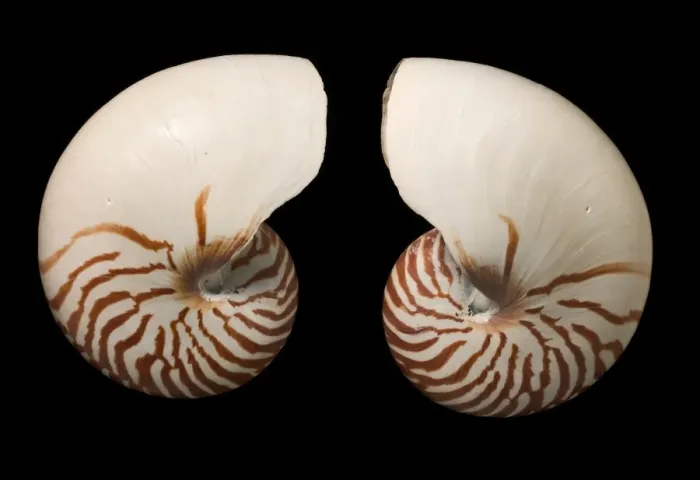 Framed Print : Common Nautilus Shells Print C016 / 6049 Framed Print : Common Nautilus Shells Print C016 / 6049