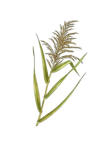 Common reed (Phragmites australis) C016  /  3327