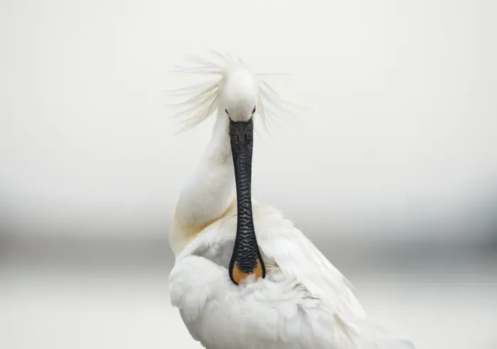 Framed Print : Common Spoonbill Preening Print Framed Print : Common Spoonbill Preening Print