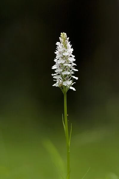 Common spotted orchid (Dactylorhiza sp. )